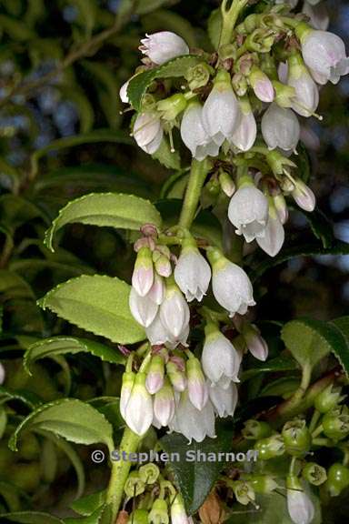 vaccinium ovatum 9 graphic